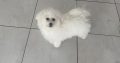 Bichon Frisé