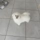 Bichon Frisé