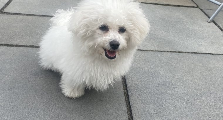 Bichon Frisé