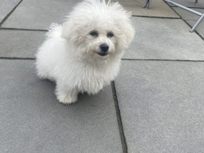 Bichon Frisé Puppies in Kanturk – IKC Registered