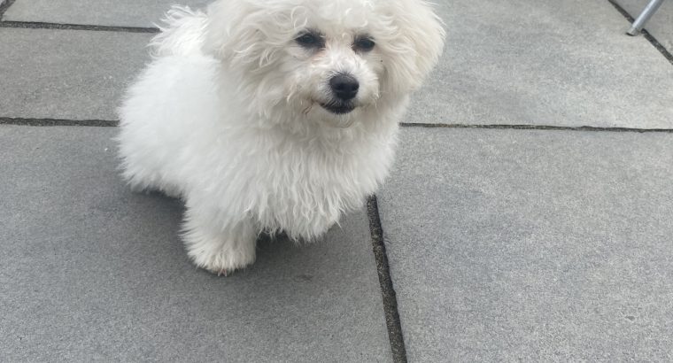 Bichon Frisé