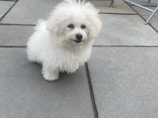 Bichon Frisé