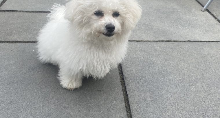 Bichon Frisé