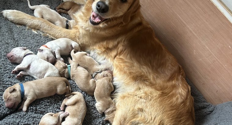 Rare Red/golden Retriever IKC Registered