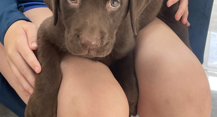 Chocolate lab puppy