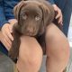 Chocolate lab puppy