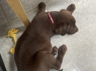 Chocolate lab puppy