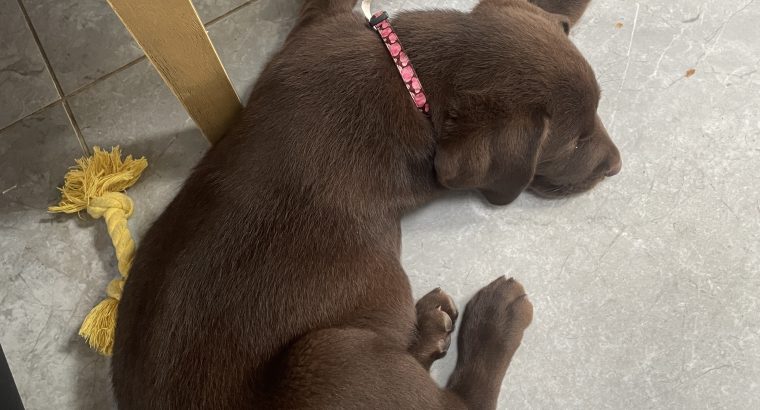 Chocolate lab puppy