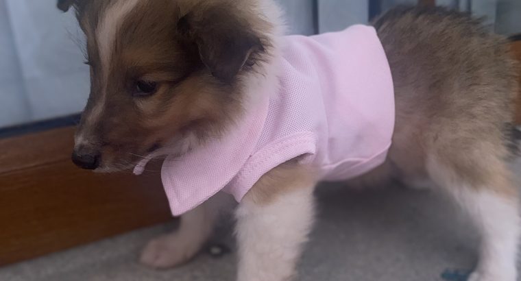 rough collie puppies