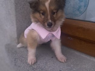 rough collie puppies