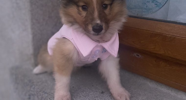 rough collie puppies