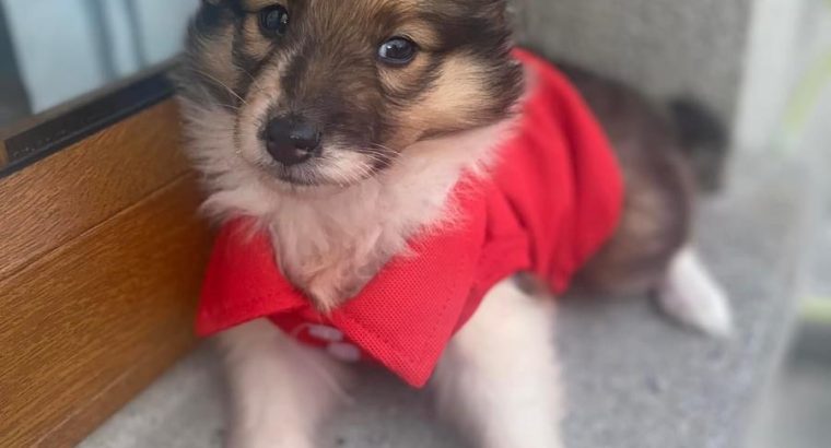 rough collie puppies