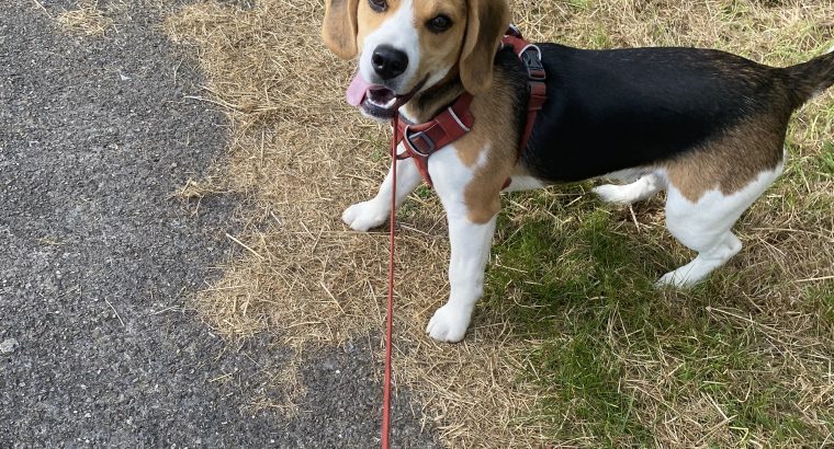 Beagle Pups ð¶