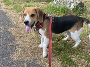 Beagle Pups ð¶