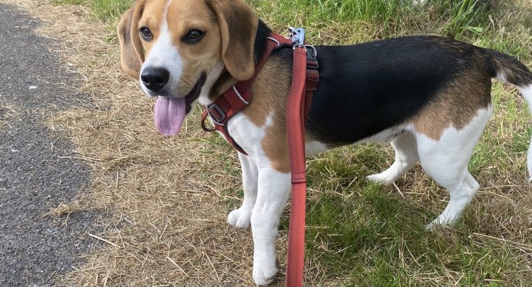 Beagle Pups ð¶