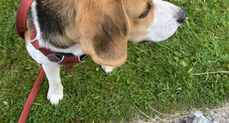 Beagle Pups ð¶