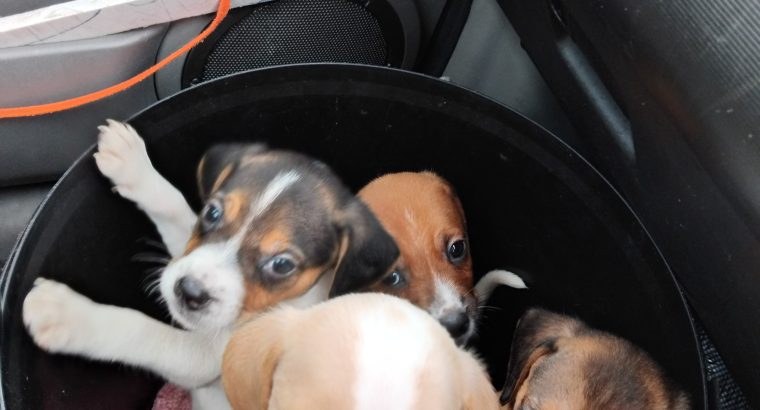 Beagle puppies