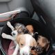 Beagle puppies