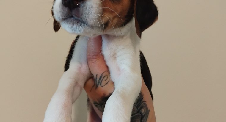 Beagle puppies