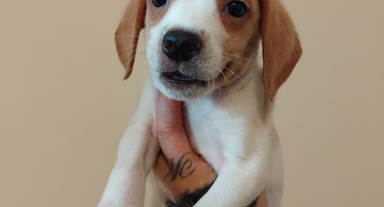 Beagle puppies