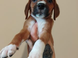 Beagle puppies