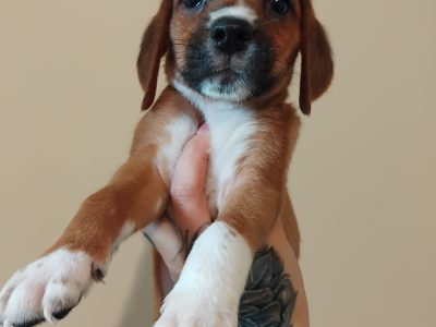 Beagle Puppies in Tullamore – Playful Pups