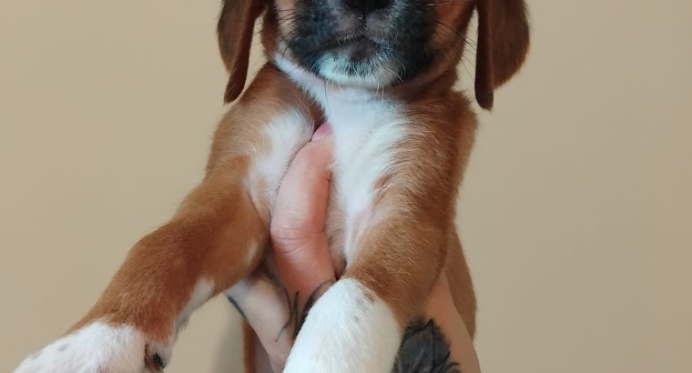 Beagle puppies