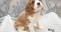 Cavalier King Charles Spaniel