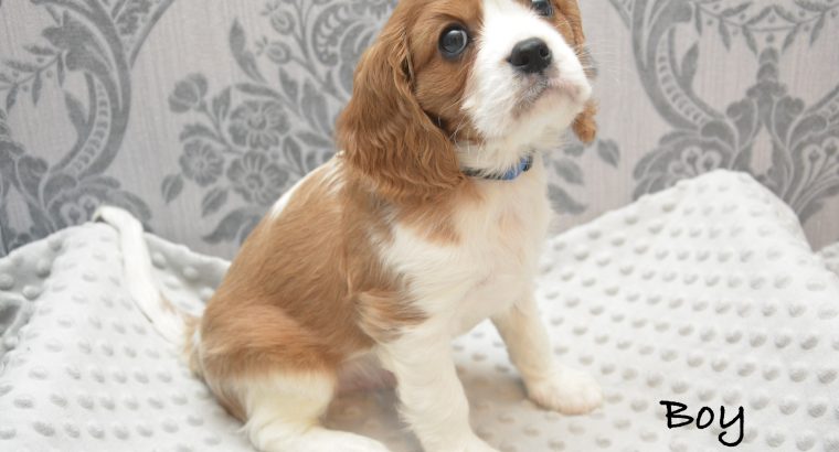 Cavalier King Charles Spaniel