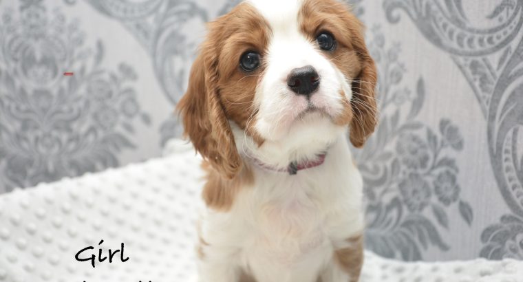 Cavalier King Charles Spaniel