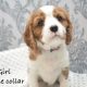 Cavalier King Charles Spaniel