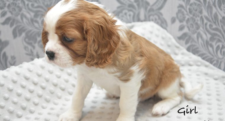 Cavalier King Charles Spaniel