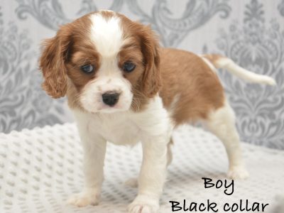 Cavalier King Charles Puppies in Kilmallock