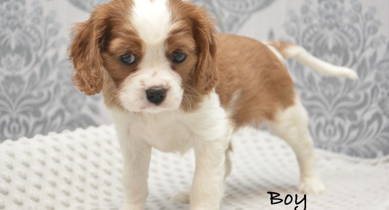 Cavalier King Charles Spaniel