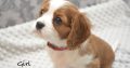 Cavalier King Charles Spaniel