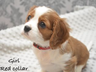 Cavalier King Charles Spaniel