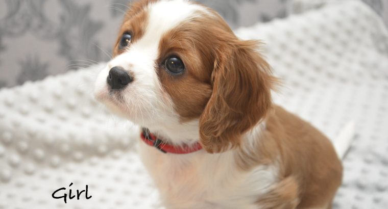 Cavalier King Charles Spaniel