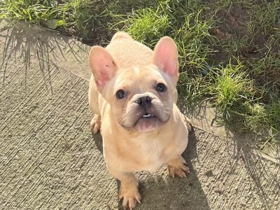 Fawn French Bulldog Puppies for Sale in Galway