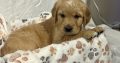 Rare Red/golden Retriever IKC Registered