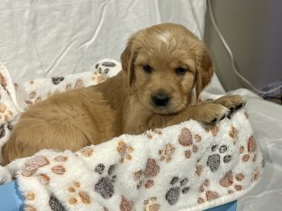 Rare Red/golden Retriever IKC Registered