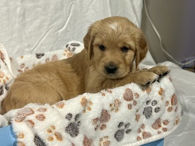 Rare Red Golden Retriever Puppies in Cappagh Lodge