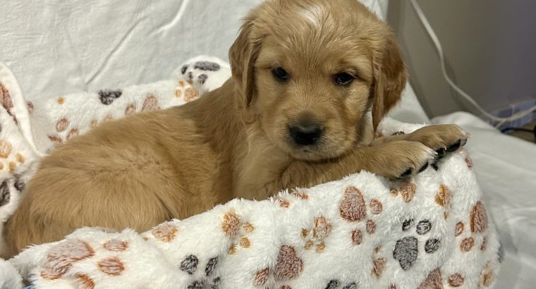 Rare Red/golden Retriever IKC Registered