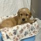 Rare Red/golden Retriever IKC Registered