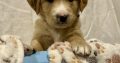 Rare Red/golden Retriever IKC Registered