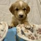 Rare Red/golden Retriever IKC Registered