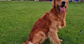 Rare Red/golden Retriever IKC Registered