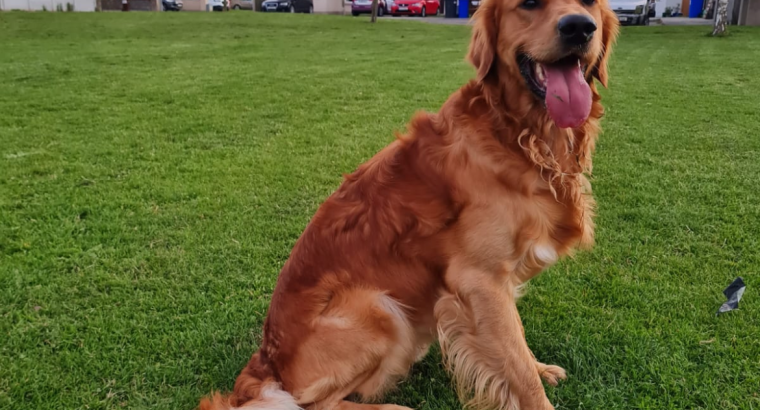 Rare Red/golden Retriever IKC Registered