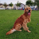 Rare Red/golden Retriever IKC Registered