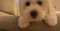 Two beautiful poochon puppies for sale