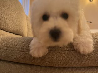 Two beautiful poochon puppies for sale